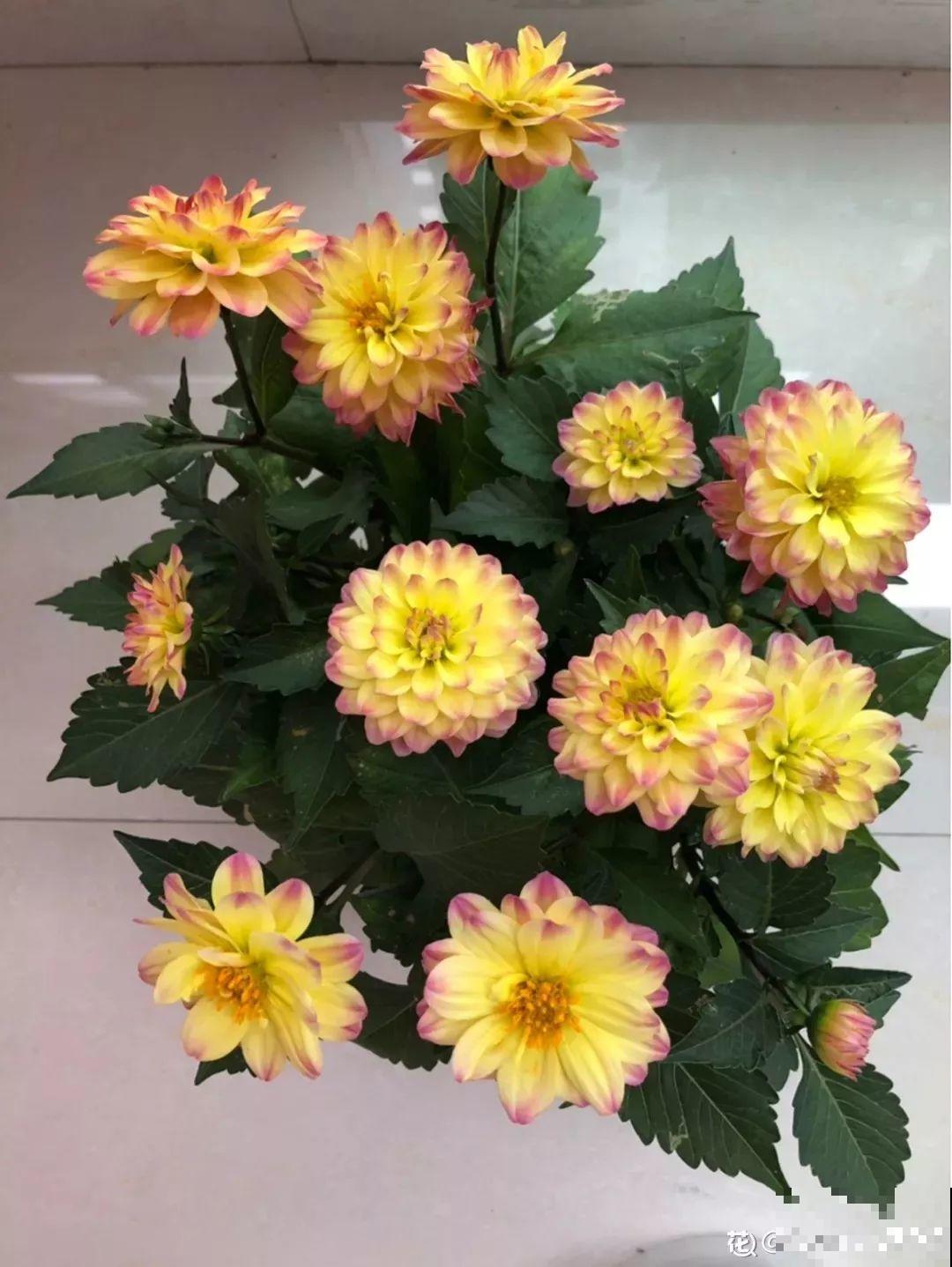 这花是新晋年宵花，室内室外都能养，能连开好几茬！
