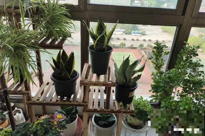 这8种花，其实都是多肉，旱着养才能长爆盆！