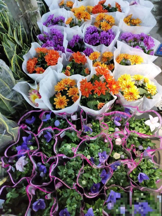 12月逛花市，这花好看又好养，遇到赶紧抱回家！