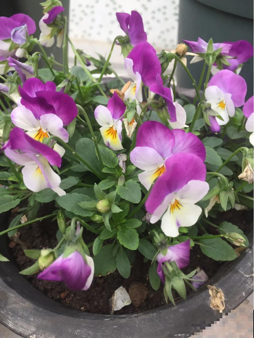最适合养在小窗台的花，开花就成花团子，一盆能顶20盆