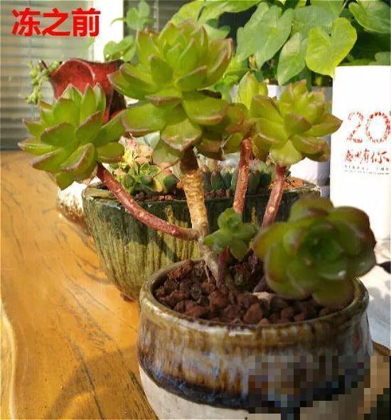 多肉养护这么多事，这几点你们都不知，看看吧！