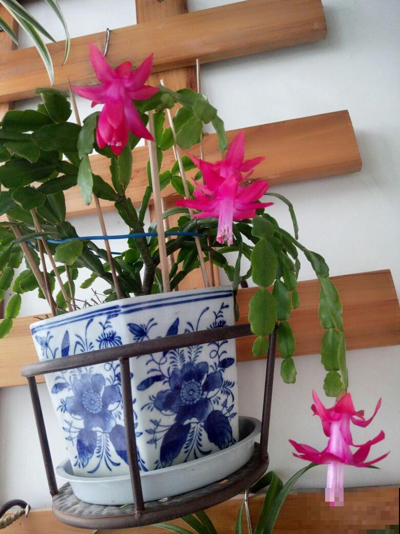 今年超火的年宵花，比蟹爪兰好看，一养就上瘾