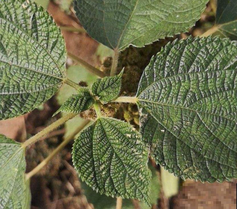 以前拿来喂兔子的野菜，没想到营养价值这么高，城里人争着买来吃