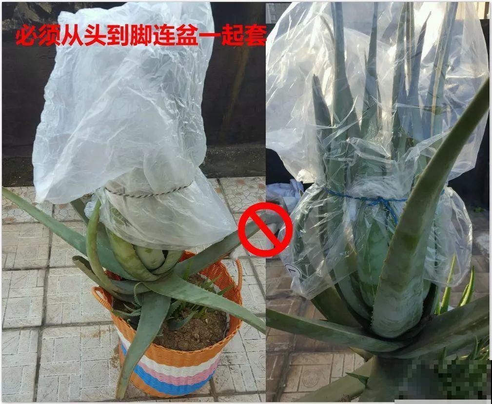 这10种花，天冷了要赶紧断水，冻伤了救都没法救！