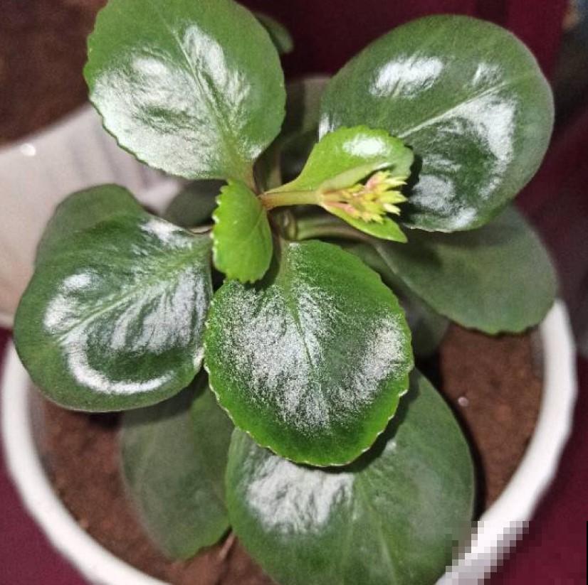 冬季家里光线不好，不如养几盆耐阴植物，这5种生长依然旺盛！