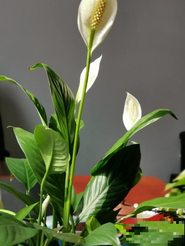 冬天养盆一帆风顺，开一次花能顶一个月，寓意吉祥顺利过冬