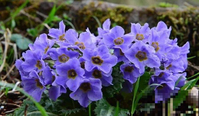 这花品种一年比一年多，五颜六色，新手照样也能养爆盆！