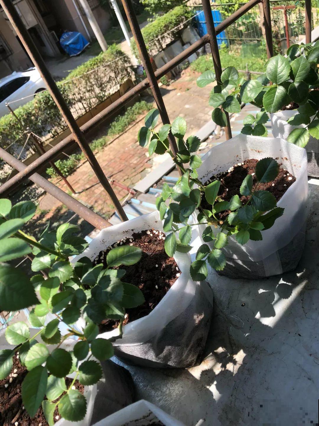 养这花不用土，装进塑料袋喷喷水，叶子绿油油越长越好！