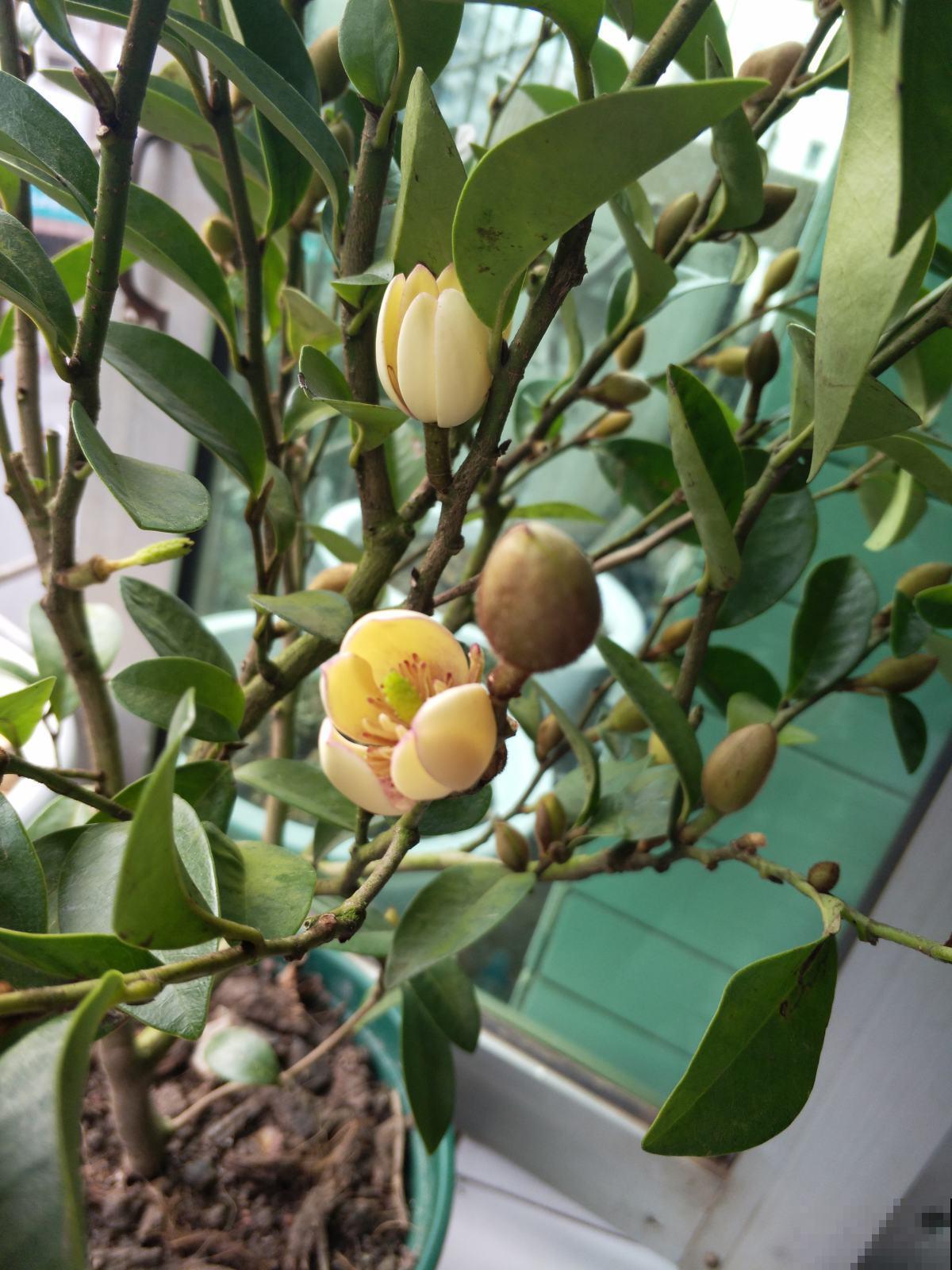 花冬天养好了，春天能开一大片，闻着像香蕉！