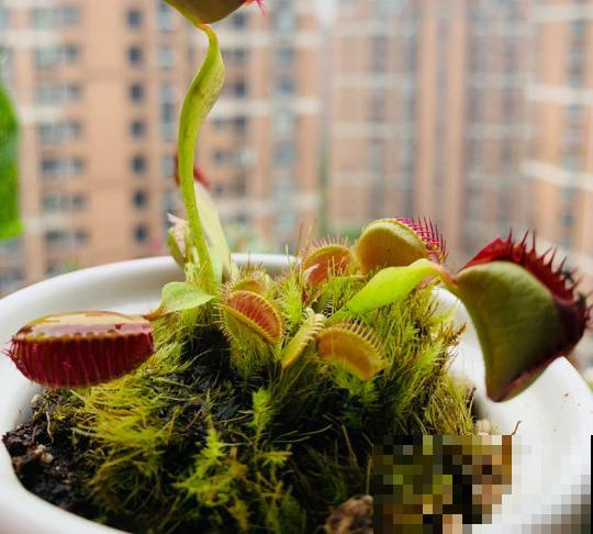 会吃虫子的植物，家里小孩都喜欢，养一盆干净又杀虫！