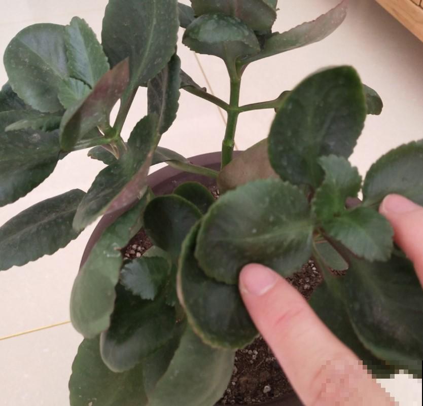 他家的长寿花不生长，都是因为它，赶紧去改善掉！