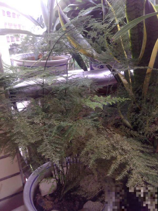 这4种花最怕二手烟，连着熏两天，叶子花花往下掉！