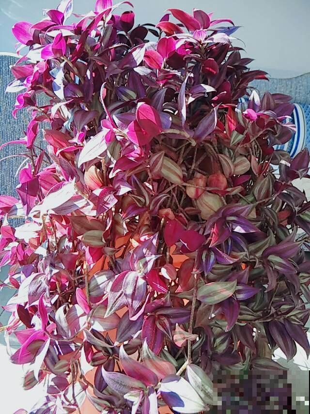 北阳台被她种出一片花海，邻居羡慕得天天来看，网友：养功真牛