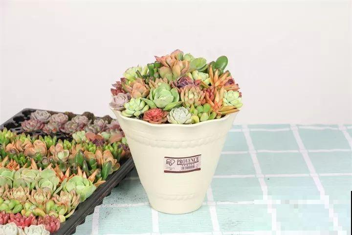 比绿萝还好养的花，一块钱一棵，就适合现在种！