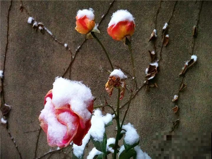 雪天的月季花，真美？小心冻伤撑不过冬天！