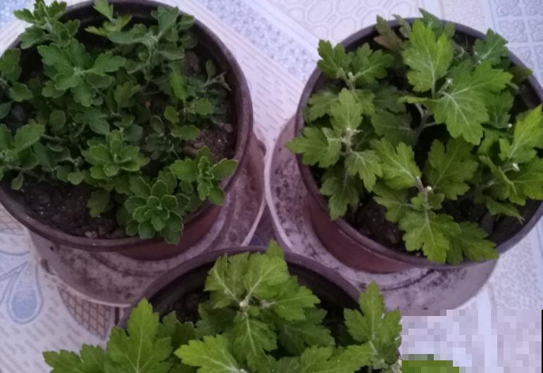 老妈养的菊花，一次开花上千朵，越冷颜色越好看！