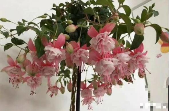 公认难养的花，开花像个小灯笼，红红火火注意吉祥！