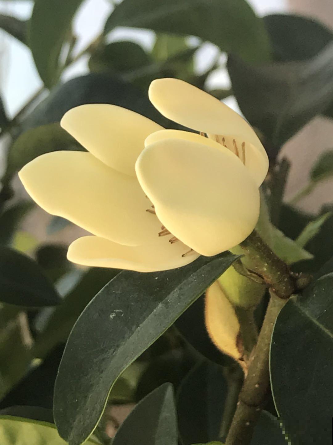 花冬天养好了，春天能开一大片，闻着像香蕉！