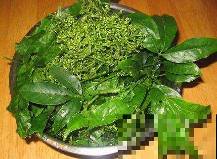 这种植物看似平常，其实能做茶还能做家具，闻着清香扑鼻真喜人！
