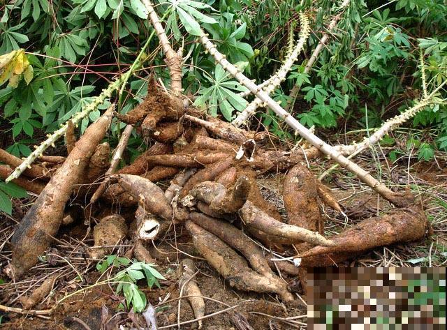野外挖的这种“山药”个头极大，看着就喜人，但千万不能随便吃！