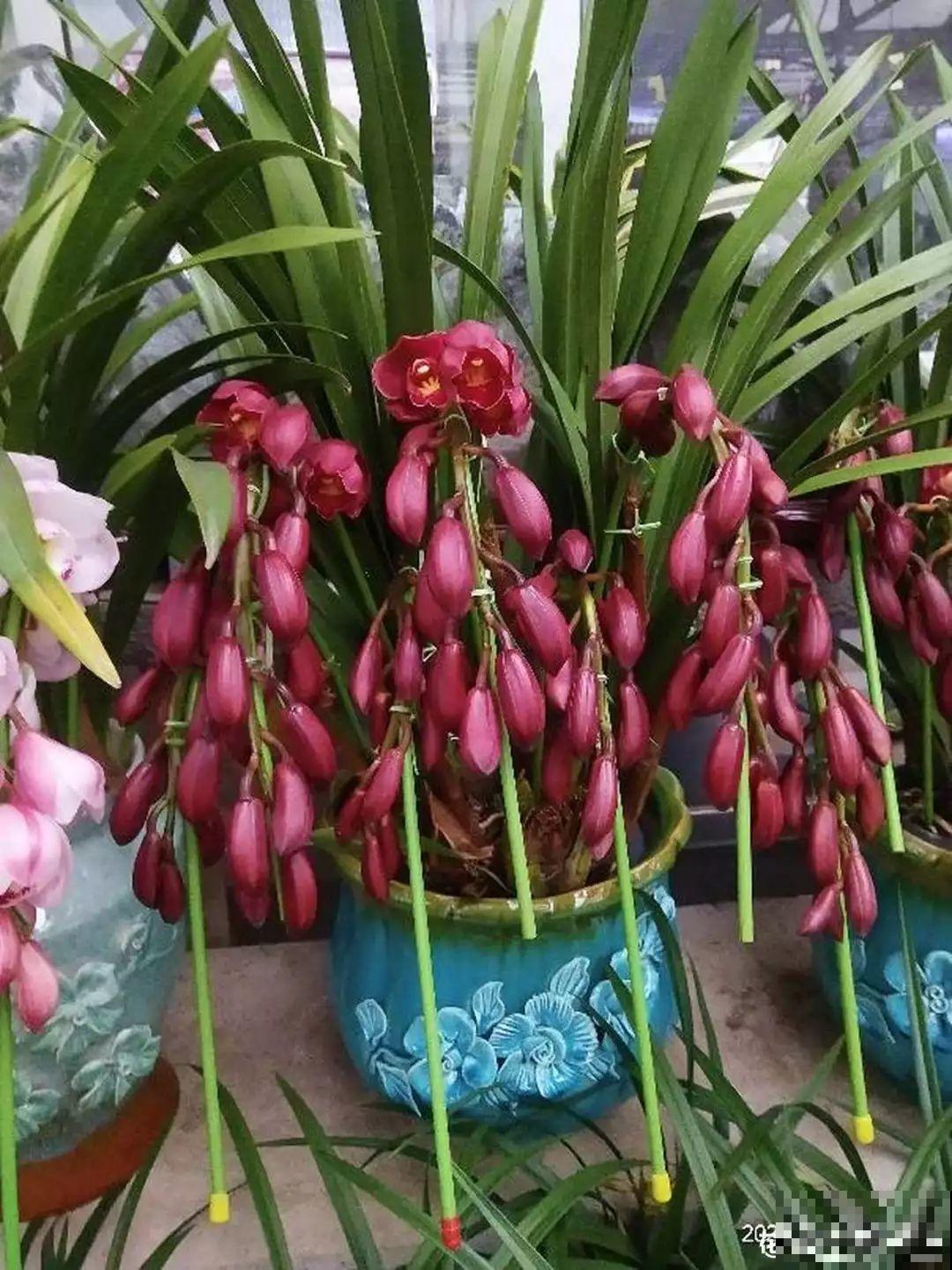 这10种花要慎买，小心养不活，心里贼难受！