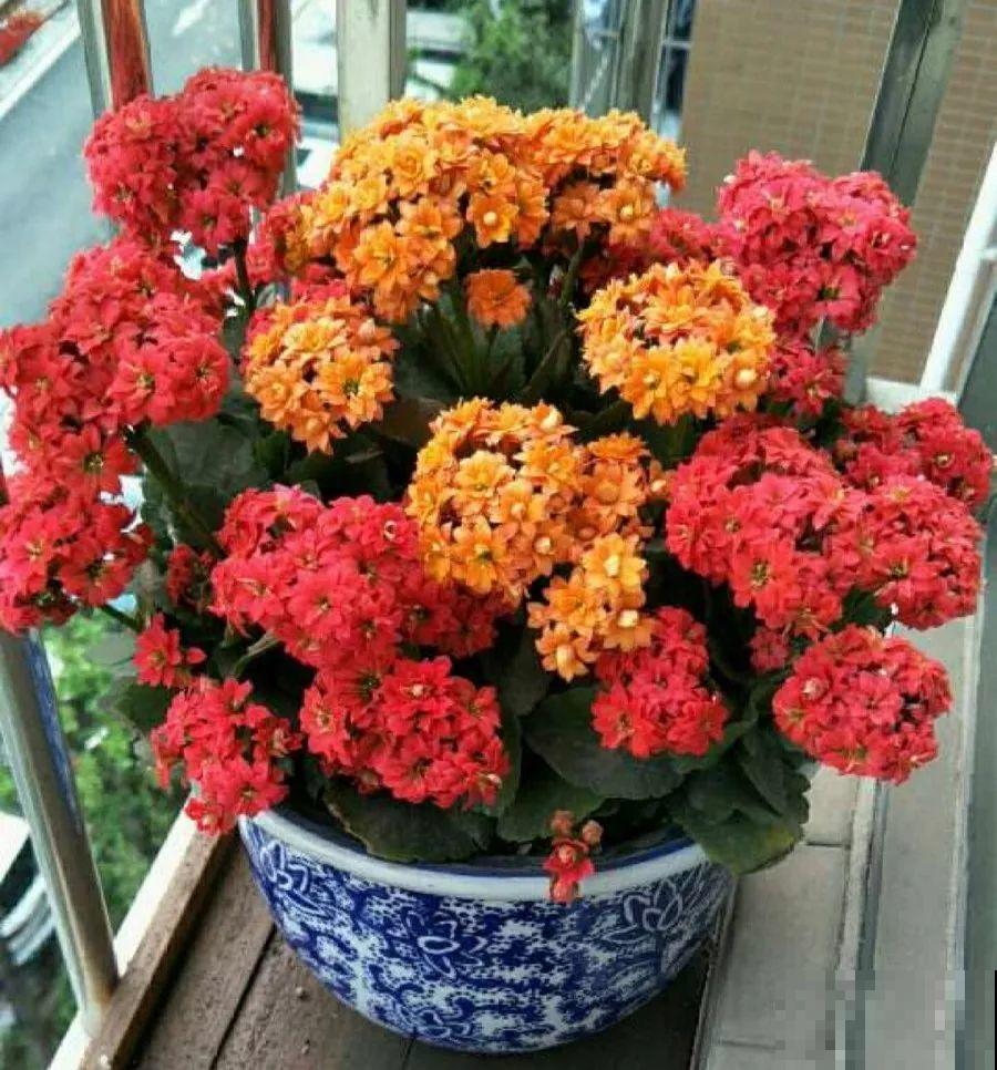 家里有这6种花，天越冷开得越旺，比绿萝还好养！