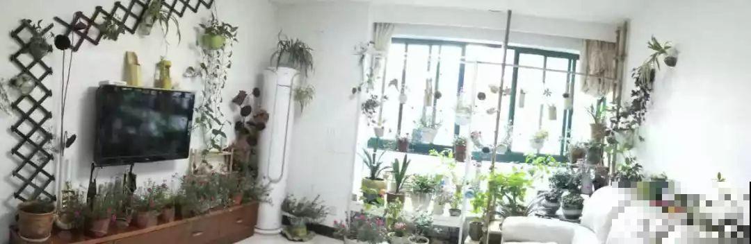 阳台再小也不怕，跟她学一招，把花挂起来养，不占地还好看！
