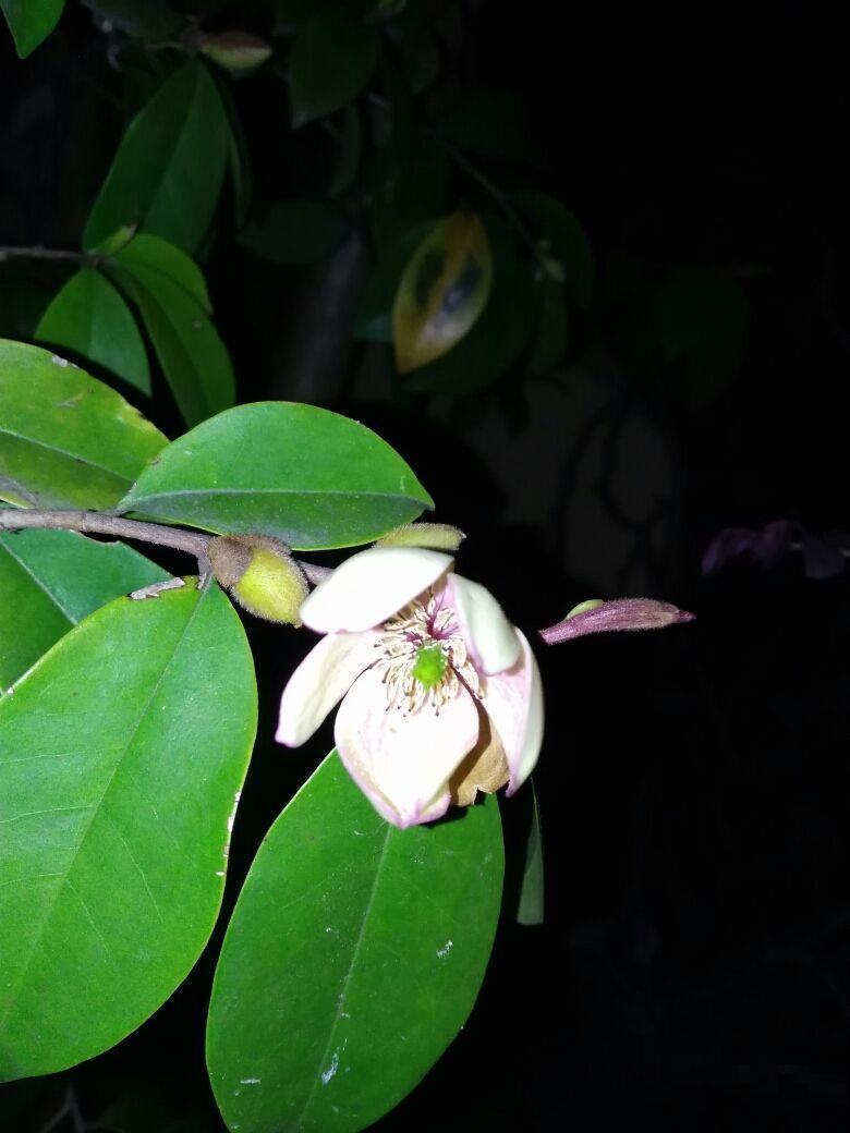 花冬天养好了，春天能开一大片，闻着像香蕉！