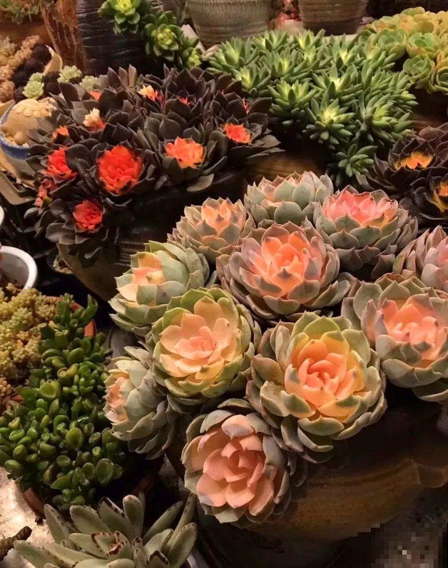 看见这花可别买，忍住，小心被忽悠，花钱买气受！