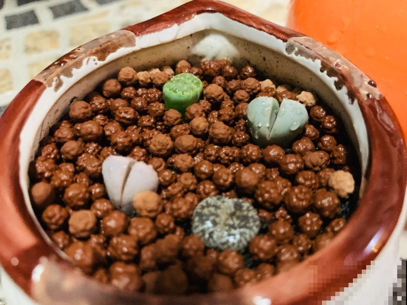 多肉铺面到底干嘛使？几十年的老花农：用处多得很