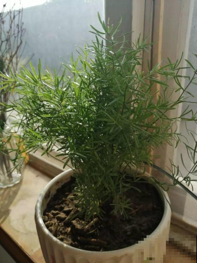 这花极像文竹，叶片翠绿，却比文竹好看好养多了！