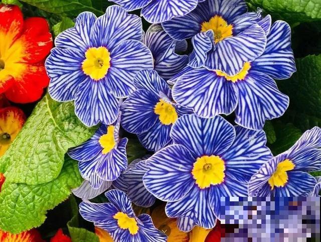 花市这3种“便宜”花，过年摆家里最好看，不买亏大了！