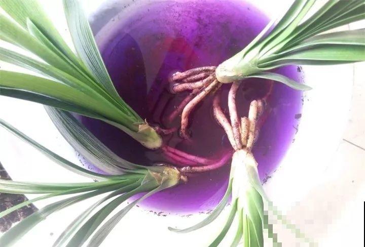 小药片磨成粉，兑水一浇，叶子油亮花开爆！