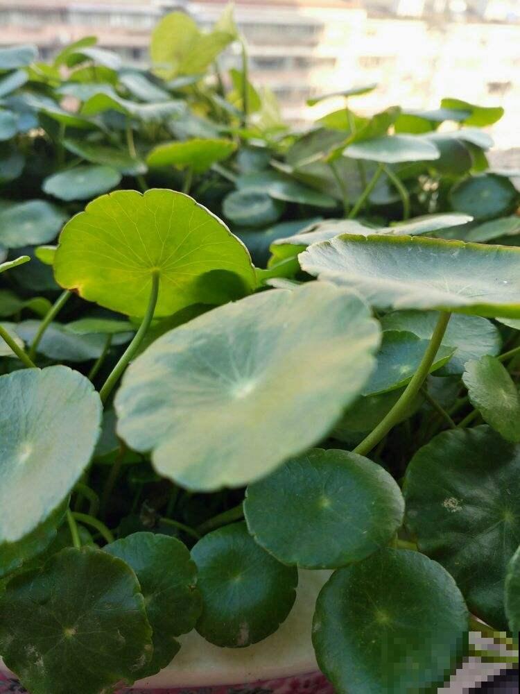 他家铜钱草冬天也呼呼长，半月窜到巴掌大，原来是这么养的！
