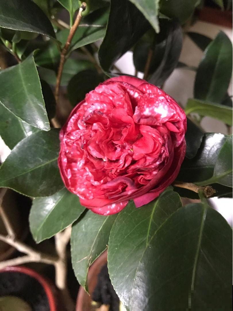 秋冬养这花，就得冻一冻，花开得的更旺盛