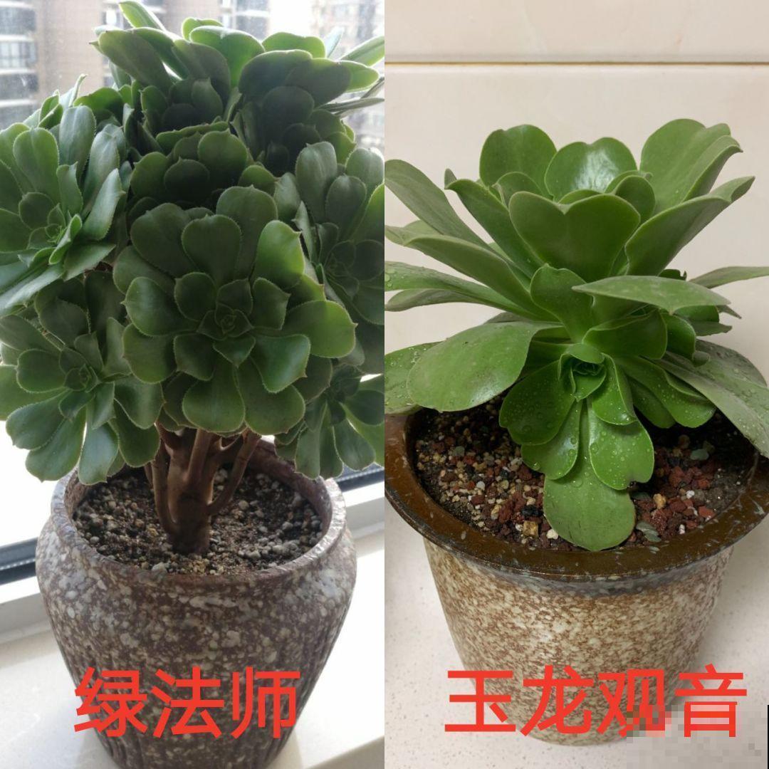 多肉中的巨无霸，省心还好养，一年窜出一圈芽！