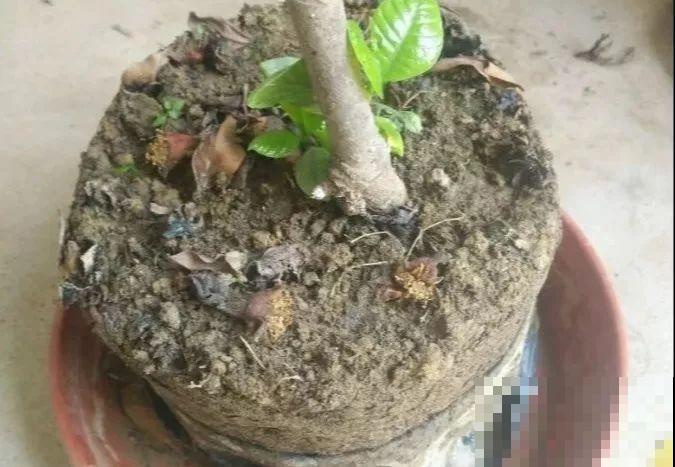 花一黄叶就挂，早治能救活，晚了一片叶子也不剩！