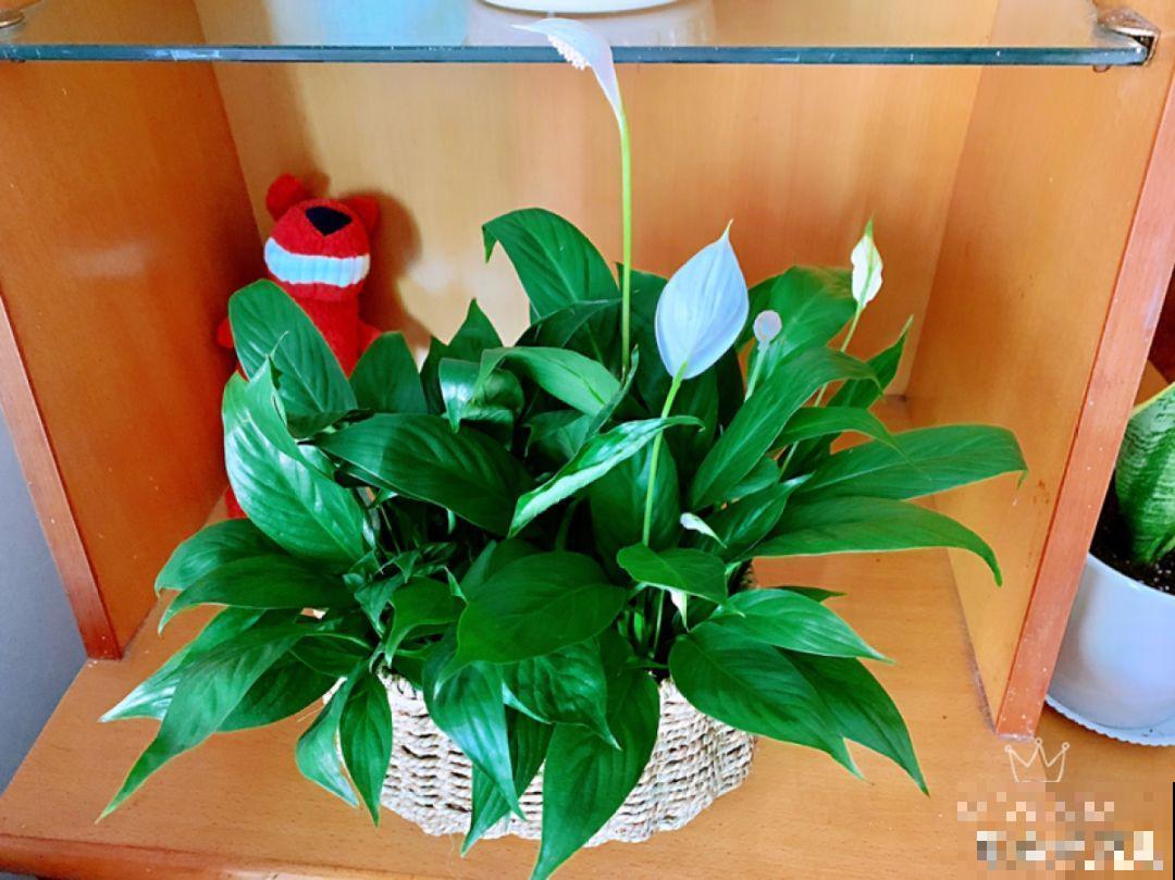 这10种花，天冷了要赶紧断水，冻伤了救都没法救！
