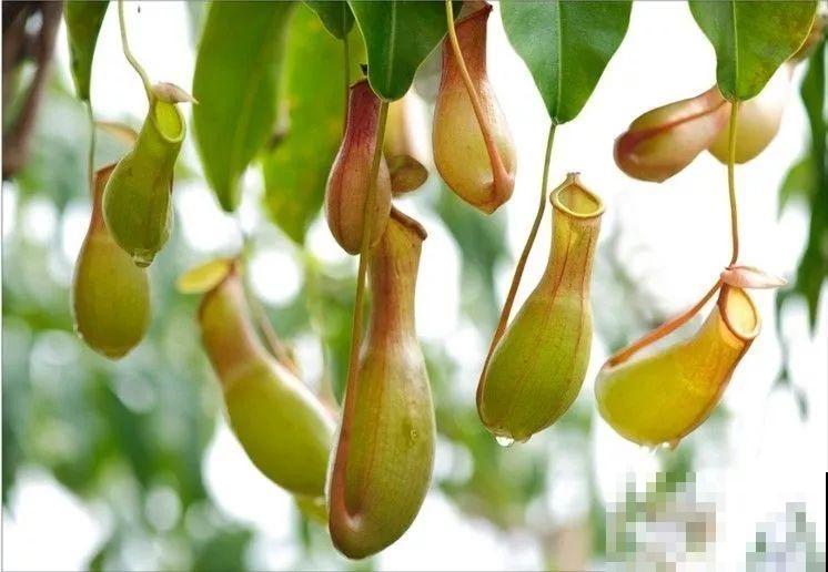 12种生肖花，快看看哪种属于你！