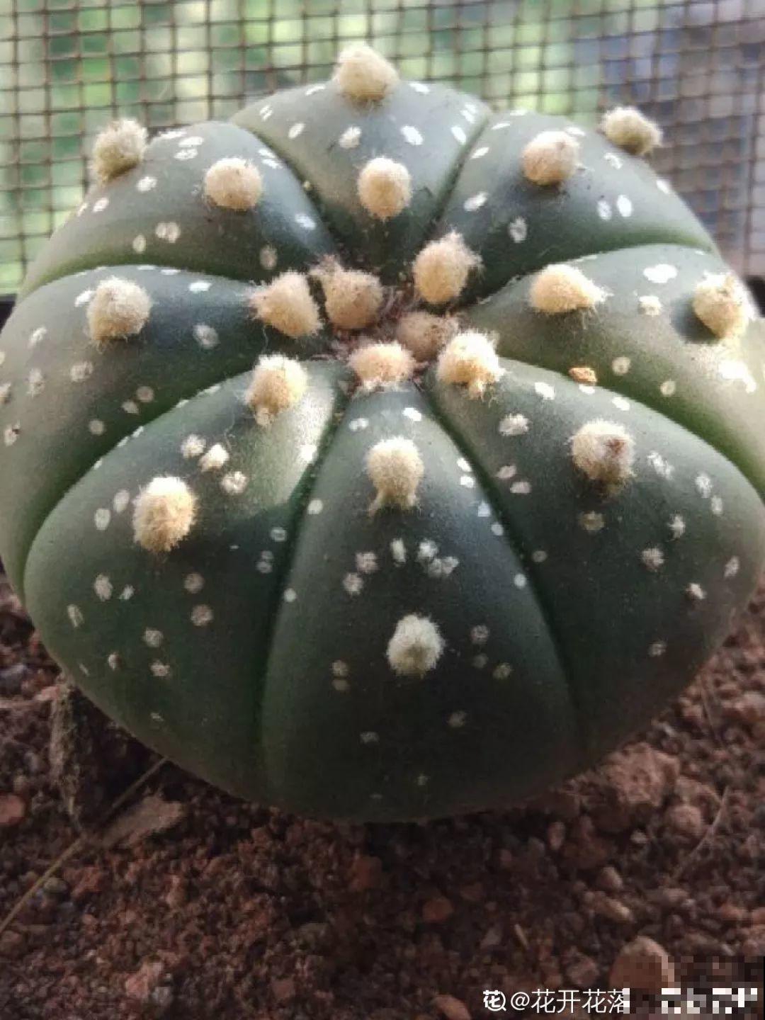 平时没人要的花，开出5朵超大花，邻居全都抢着要！