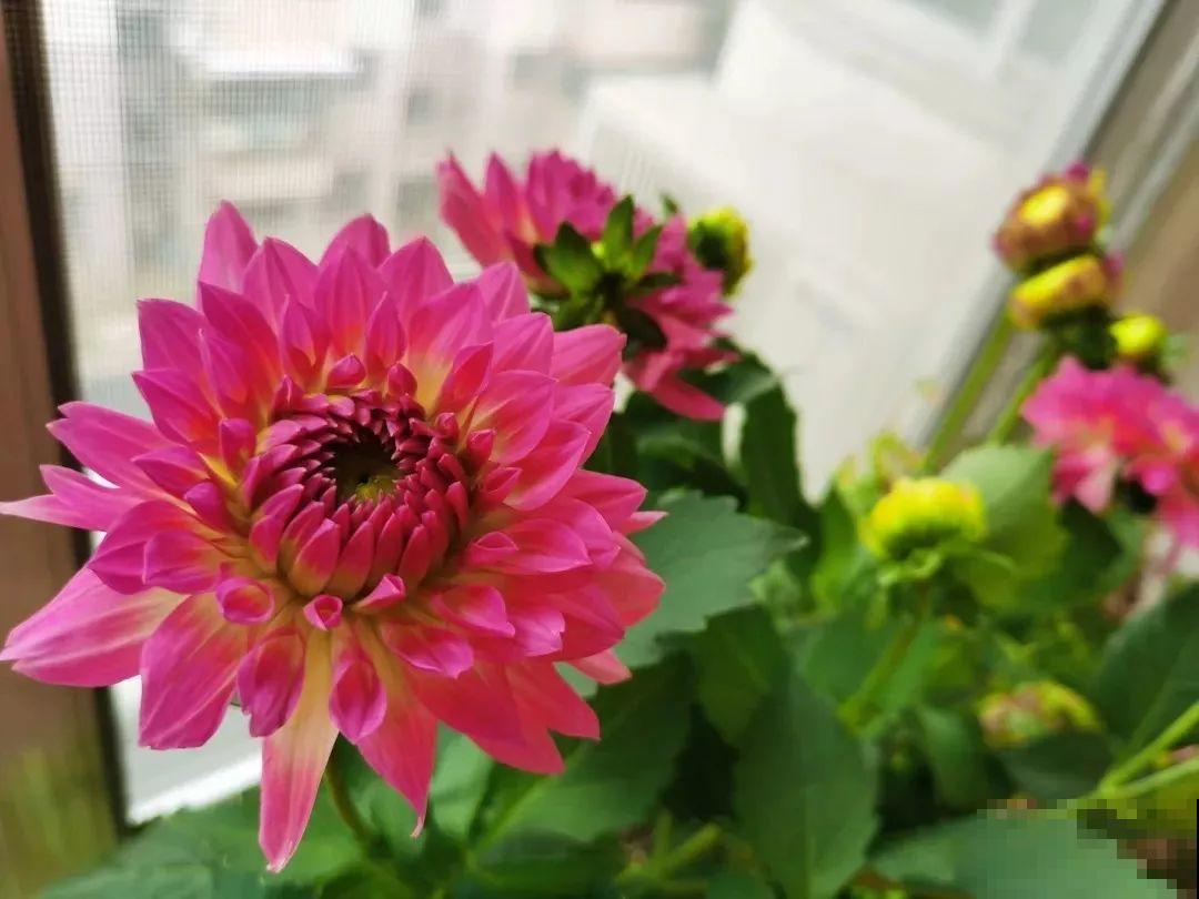 这花是新晋年宵花，室内室外都能养，能连开好几茬！