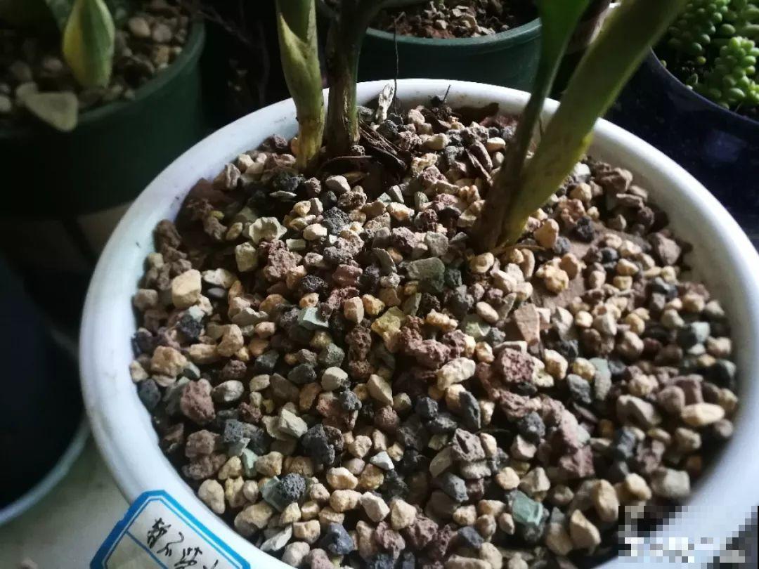土里浇点它，专治小黑飞，虫子不招叶子绿油油！