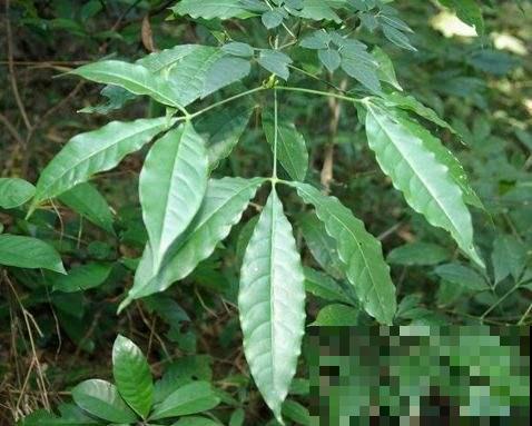 这种植物看似平常，其实能做茶还能做家具，闻着清香扑鼻真喜人！