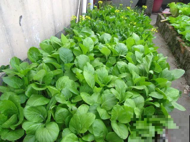 她在楼顶养花种菜，再喂喂鸡，日子过得悠闲又自在！