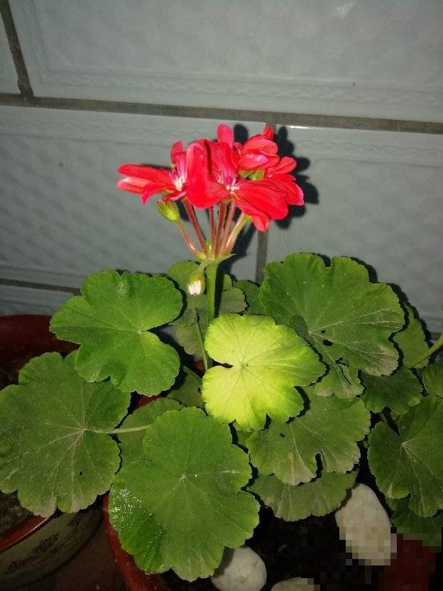 天竺葵黄叶，别光浇水，很有可能是犯了这个错