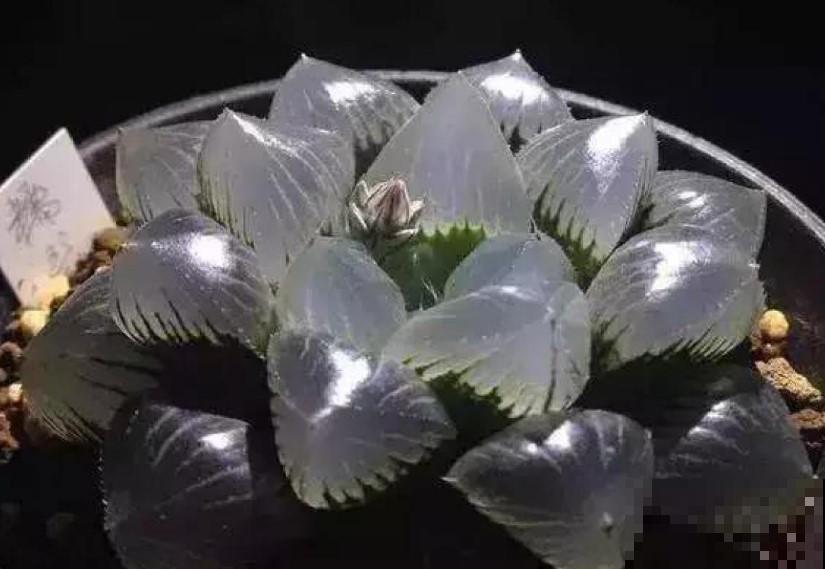 养玉露的小技巧，学一招，叶子透亮像小灯泡！