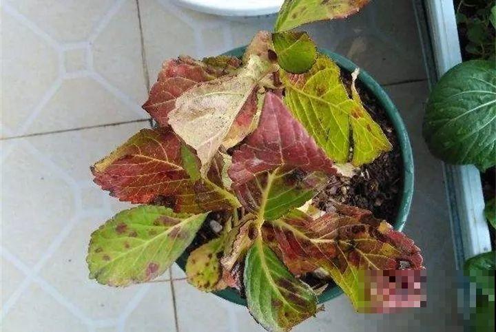 现在给绣球剪枝？都是谣言，信了明年别指望开花了！