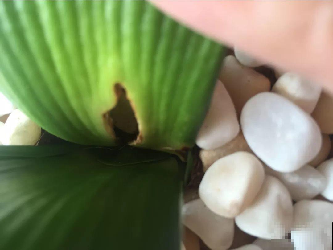 家里有这4种花，砍1刀能憋8个芽，两个月就爆盆！