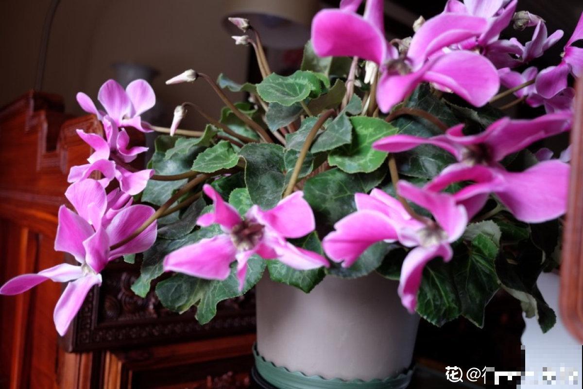 养花9大禁忌，赶紧避开，否则啥花也养不活！