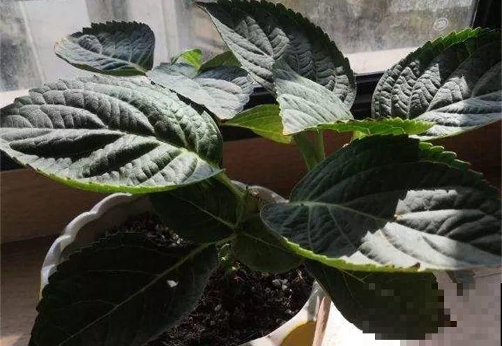 现在给绣球剪枝？都是谣言，信了明年别指望开花了！